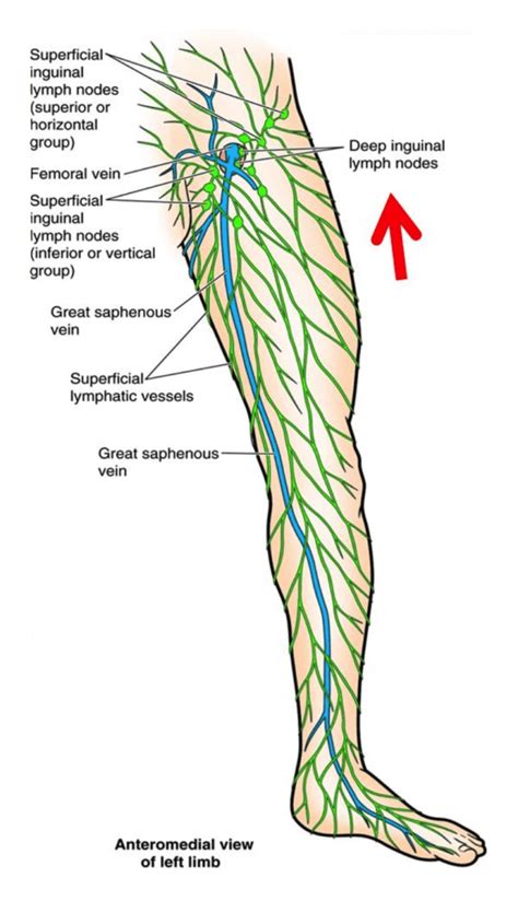 It&39;s important that lymphoedema . . Lymph nodes inner thigh